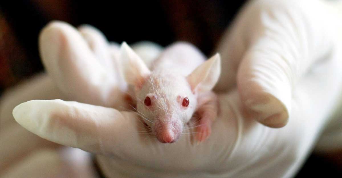 Petit rat blanc de laboratoire dans une main