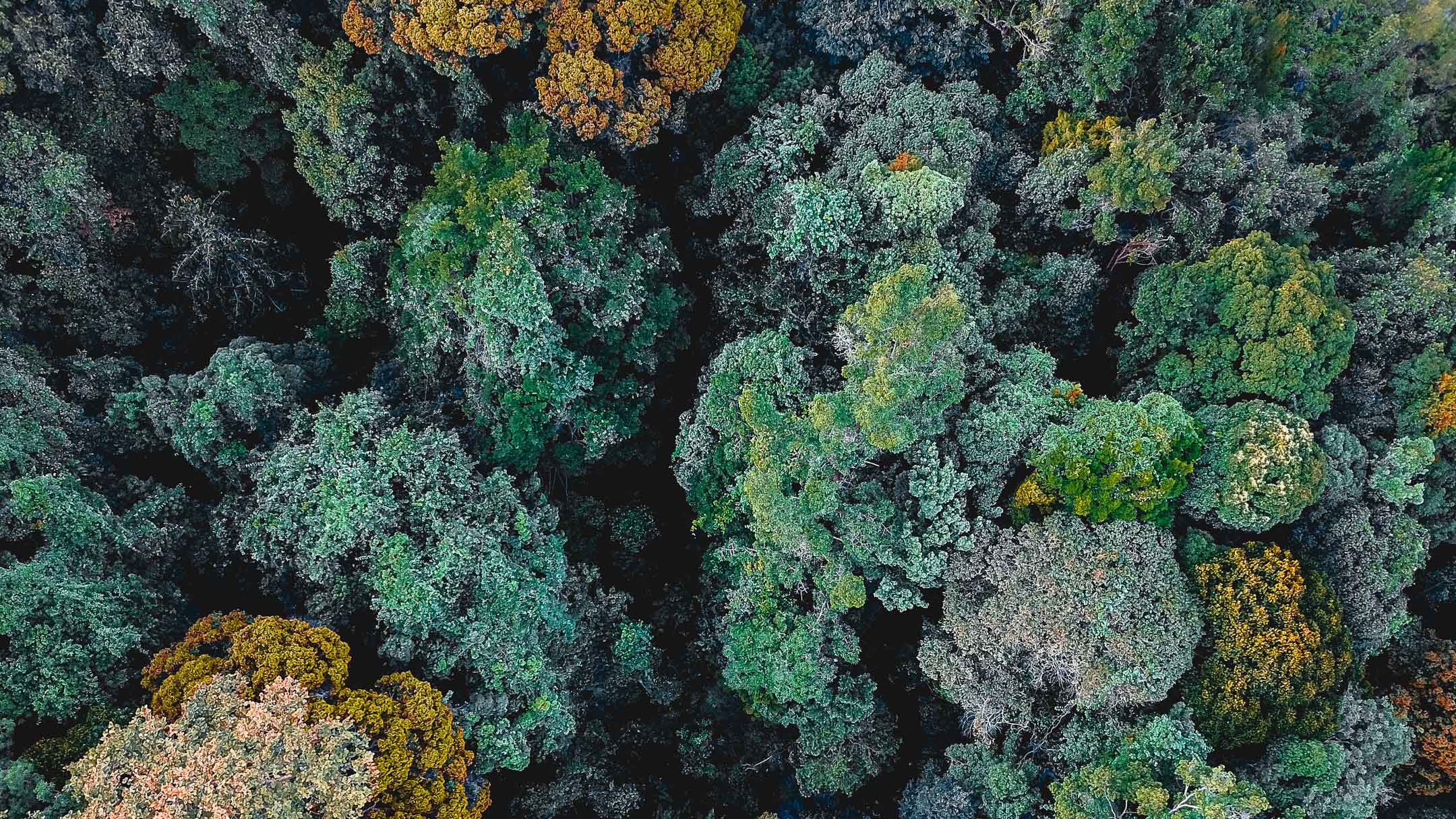 Cimes des arbres d'une forêt