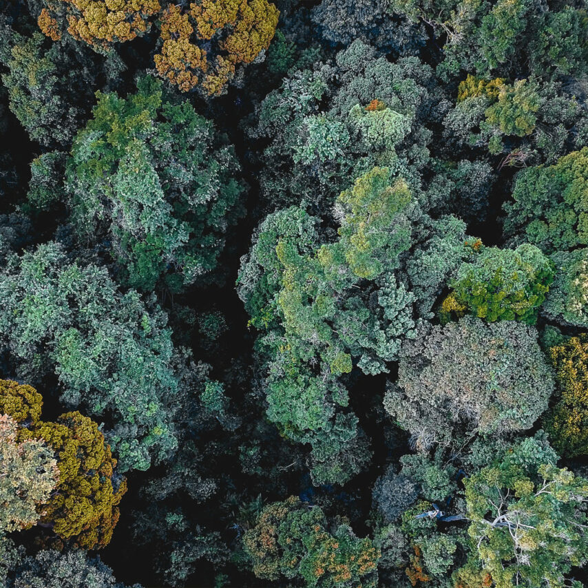 Cime des arbres