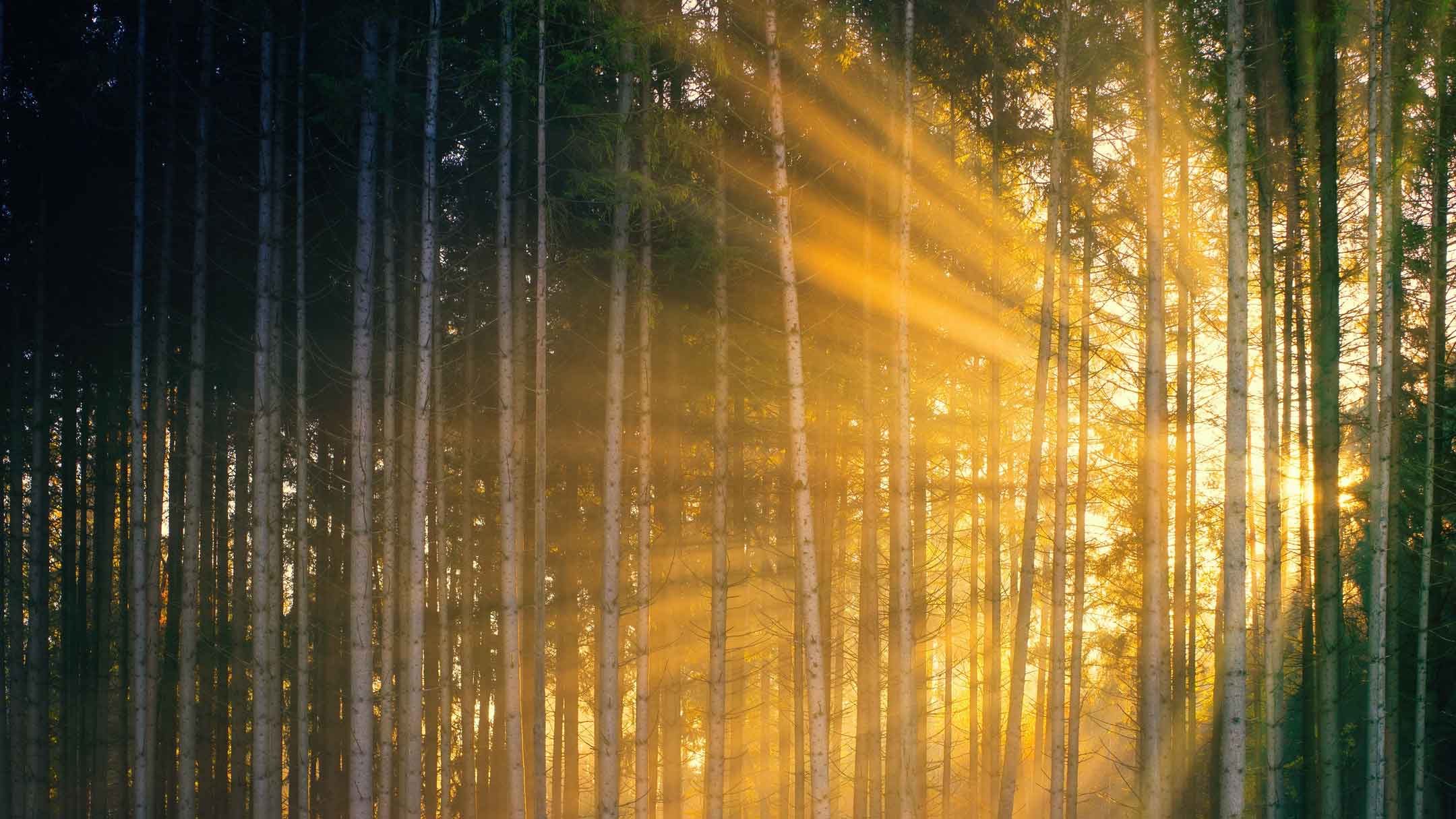 Rayons de lumière orangés au travers le tronc des arbres