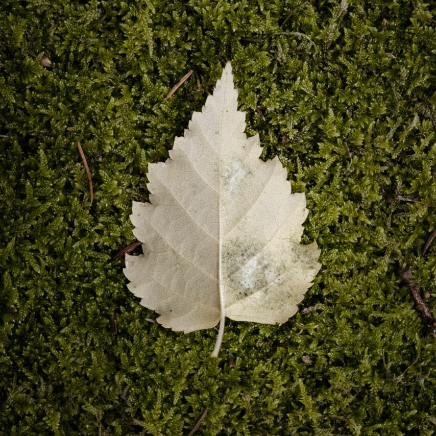 Feuille d'arbre sur une pelouse verte